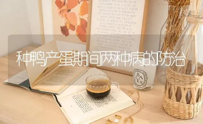 种鸭产蛋期间两种病的防治 | 家禽养殖