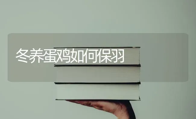 冬养蛋鸡如何保羽 | 家禽养殖