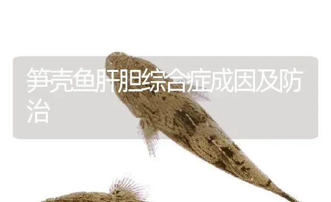 笋壳鱼肝胆综合症成因及防治 | 淡水养殖