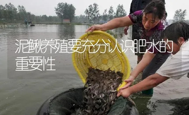 泥鳅养殖要充分认识肥水的重要性 | 淡水养殖