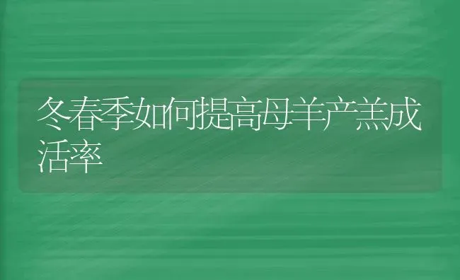 冬春季如何提高母羊产羔成活率 | 家畜养殖