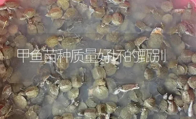 甲鱼苗种质量好坏的甄别 | 淡水养殖