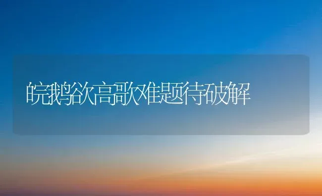 皖鹅欲高歌难题待破解 | 家禽养殖