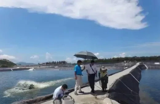 上半年广东台山地区对虾养殖喜忧参半 粤海三宝为养殖成功推力