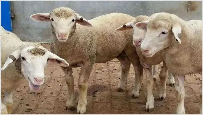 舍饲羊如何提高采食量 | 动物养殖技术