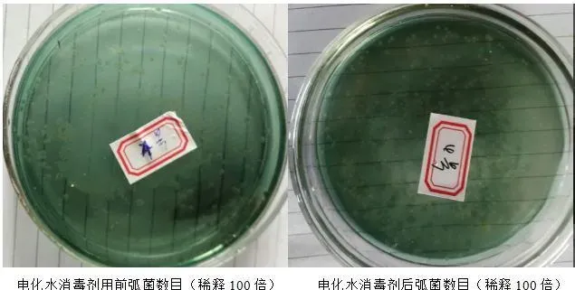 温棚南美白对虾养殖户使用电化水抑制弧菌防“偷死”效果展示