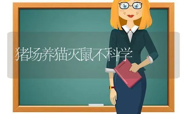 猪场养猫灭鼠不科学 | 家畜养殖