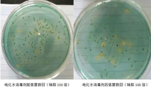 温棚南美白对虾养殖户使用电化水抑制弧菌防“偷死”效果展示