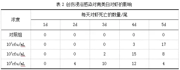 荧光菌原来是这么感染健康南美白对虾的