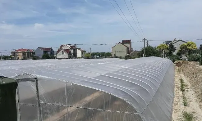 就这个“简易”小棚模式，养殖南美白对虾盈利率达90%，亩利润最高超2万！