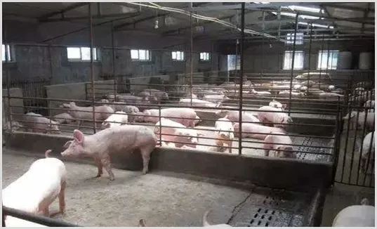 养猪场夏季多发问题解读 | 动物饲养方法