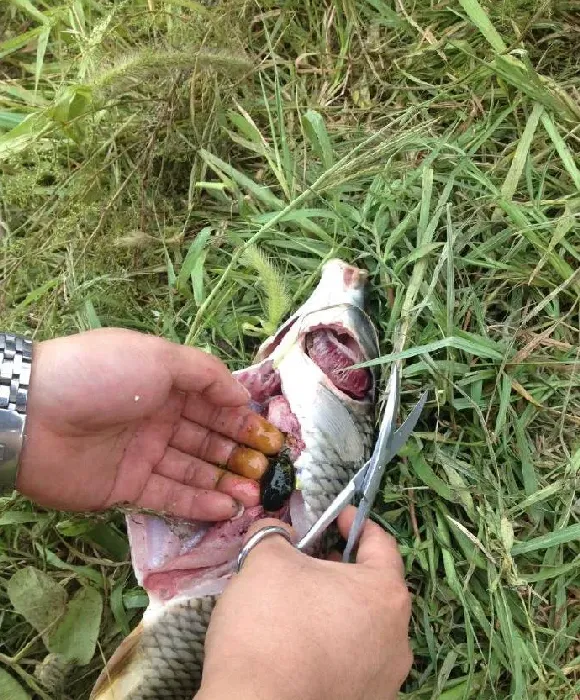 北方地区鲤鱼养殖常见病鳃霉病一些简单介绍