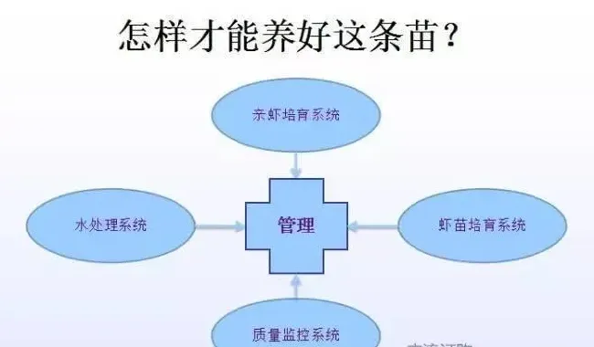 南美白对虾种苗培育的匠心工程