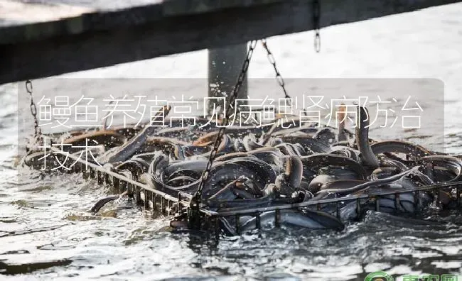 鳗鱼养殖常见病鳃肾病防治技术 | 淡水养殖