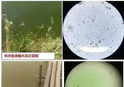 生物改底，好在坚持—海鲈鱼池塘改底案例分享