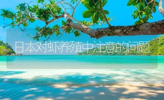 日本对虾养殖中注意的问题 | 海水养殖