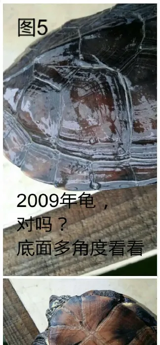 顺德志哥教你如何准确判断乌龟年龄