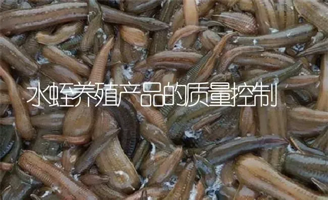 水蛭养殖产品的质量控制 | 特种养殖