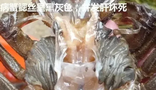 河蟹易发疾病黑鳃病烂鳃病的症状及预防治疗方案