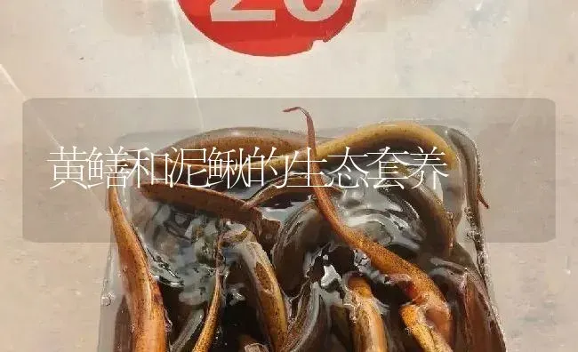 黄鳝和泥鳅的生态套养 | 淡水养殖