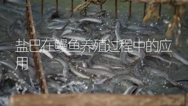 盐巴在鳗鱼养殖过程中的应用 | 淡水养殖