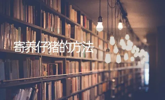 寄养仔猪的方法 | 家畜养殖