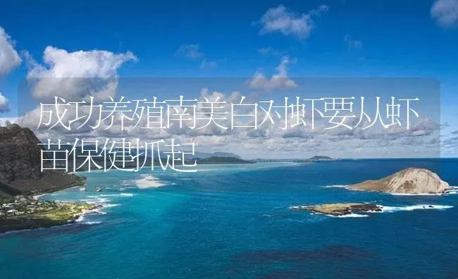 成功养殖南美白对虾要从虾苗保健抓起 | 海水养殖