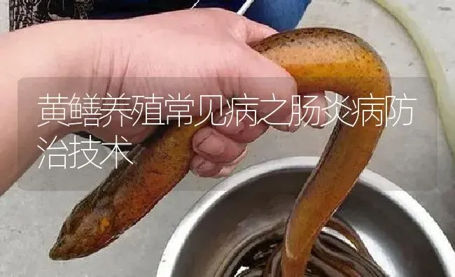 黄鳝养殖常见病之肠炎病防治技术 | 淡水养殖