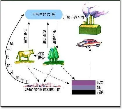 微生物在水产养殖生态环境中的地位与作用