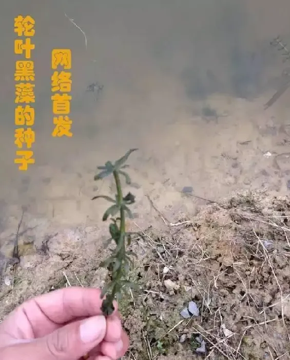 四种常见水草中，你知道哪一种水草最适合养殖虾蟹？