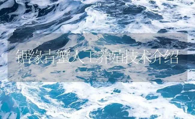 锯缘青蟹人工养殖技术介绍 | 海水养殖