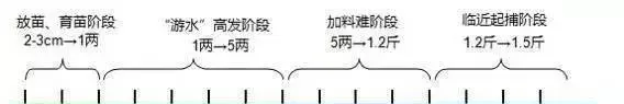 生物改底，好在坚持—海鲈鱼池塘改底案例分享