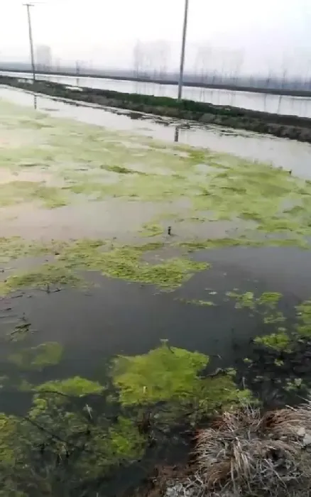 河蟹塘常见处理青苔的方式方法