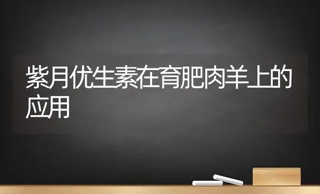 紫月优生素在育肥肉羊上的应用 | 家畜养殖