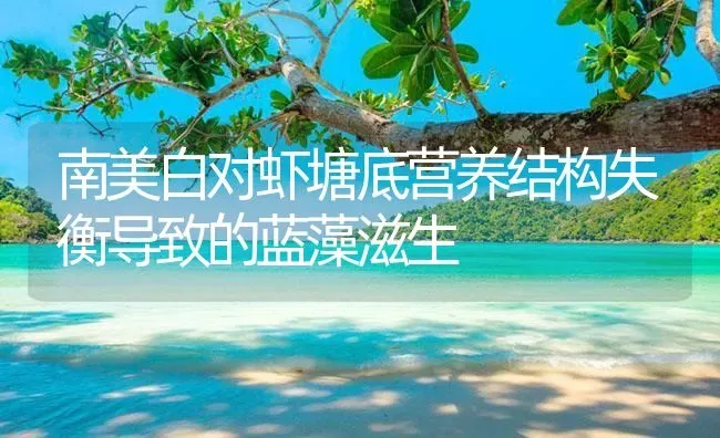 南美白对虾塘底营养结构失衡导致的蓝藻滋生 | 海水养殖