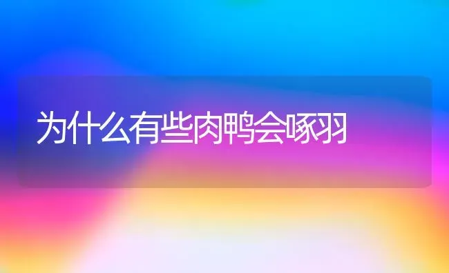 为什么有些肉鸭会啄羽 | 家禽养殖