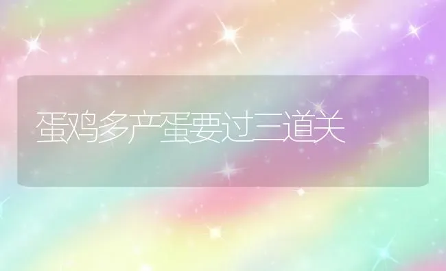 蛋鸡多产蛋要过三道关 | 家禽养殖