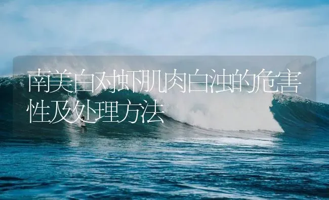 南美白对虾肌肉白浊的危害性及处理方法 | 海水养殖