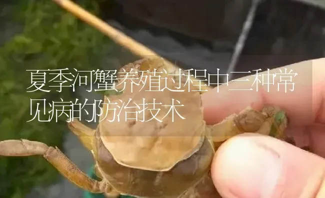 夏季河蟹养殖过程中三种常见病的防治技术 | 淡水养殖