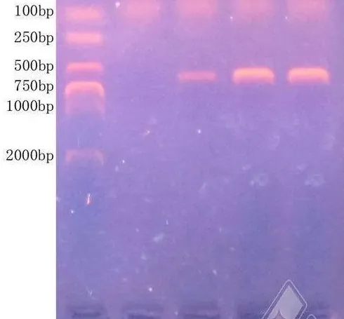 真鲷虹彩病毒引起青石斑鱼游水死亡一例