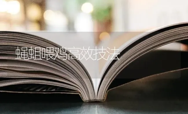 蝇蛆喂鸡高效技法 | 家禽养殖