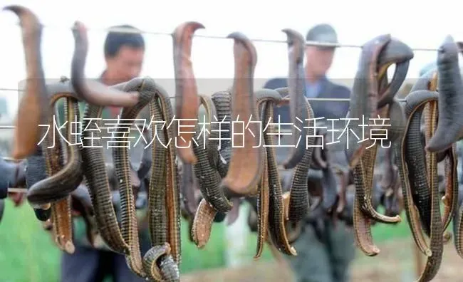 水蛭喜欢怎样的生活环境 | 特种养殖
