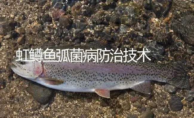 虹鳟鱼弧菌病防治技术 | 淡水养殖