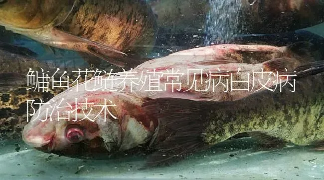鳙鱼花鲢养殖常见病白皮病防治技术 | 淡水养殖