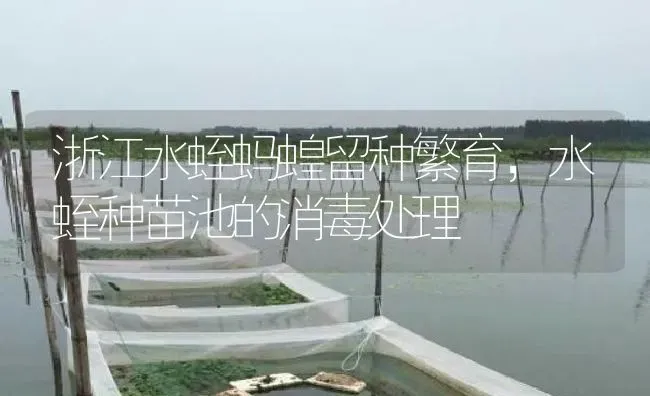 浙江水蛭蚂蝗留种繁育，水蛭种苗池的消毒处理 | 特种养殖