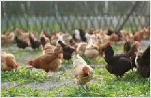 肉鸡苗产量下降 价格行情普遍小涨 | 农业养殖科普