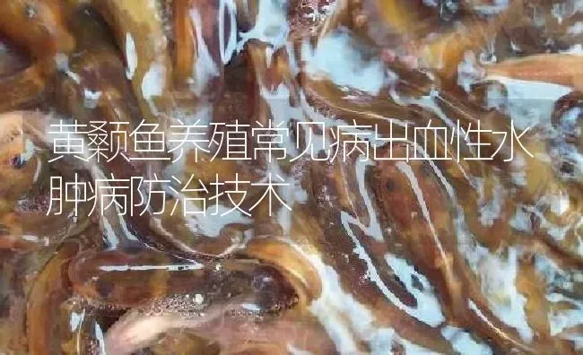 黄颡鱼养殖常见病出血性水肿病防治技术 | 淡水养殖