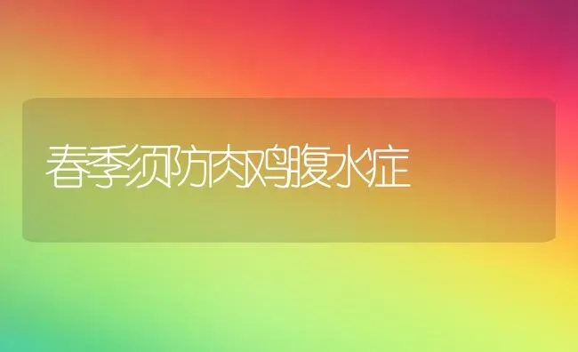 春季须防肉鸡腹水症 | 家禽养殖