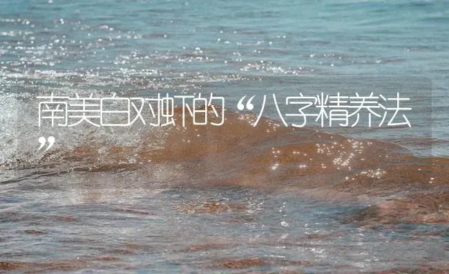南美白对虾的“八字精养法” | 海水养殖