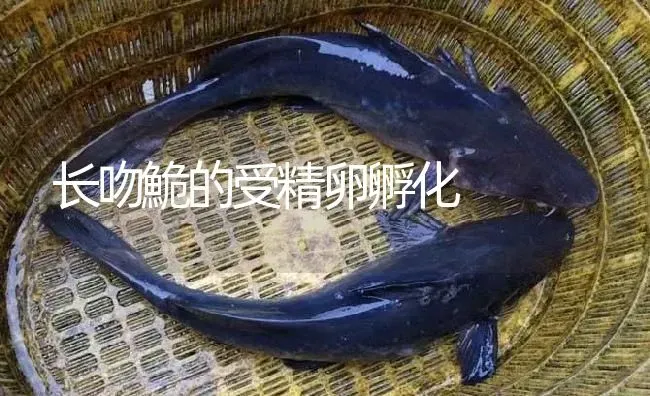 长吻鮠的受精卵孵化 | 淡水养殖